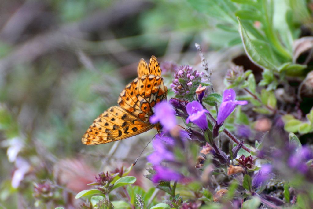 Boloria selene? No, Boloria euphrosyne - Nymphalidae